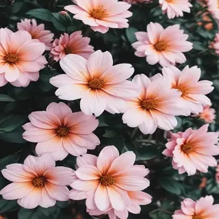 cute aesthetic flower wallpaper