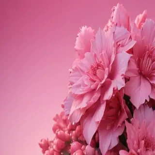 cute pink backround