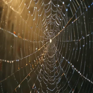 spiderweb