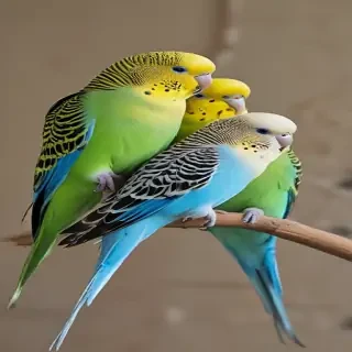 budgies