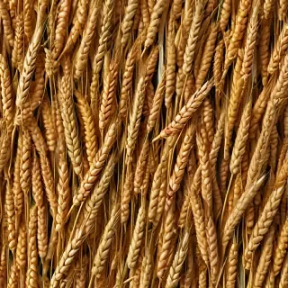 wheat png