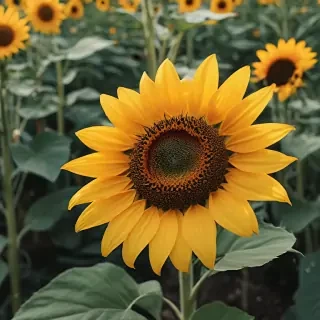 aesthetic sunflower
