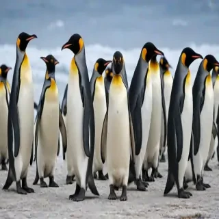 penguins background