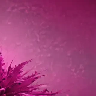 magenta background