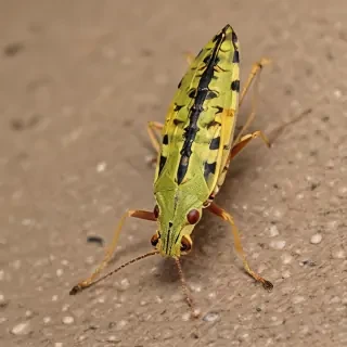 locust bug