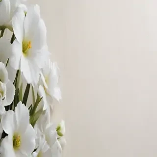background white flower