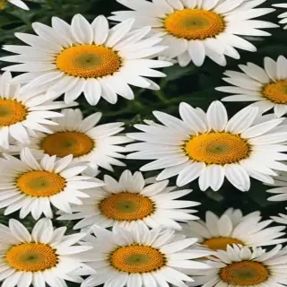 aesthetic daisy wallpaper