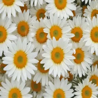 daisy background