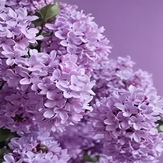 aesthetic lilac wallpaper
