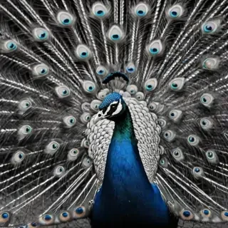 peacock black and white