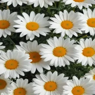 daisies png
