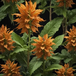 tobacco plant