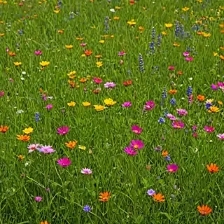 wildflower background