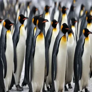 penguins background