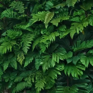 green iphone wallpaper
