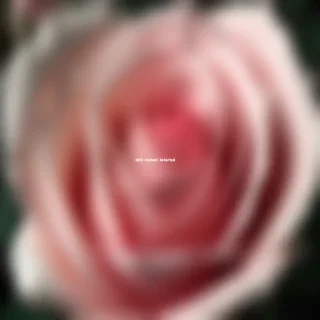 rose png transparent