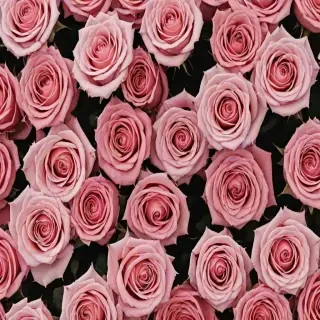 roses background aesthetic