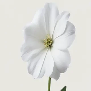 white flower transparent
