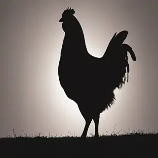 silhouette of a chicken