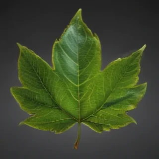 leaf transparent background