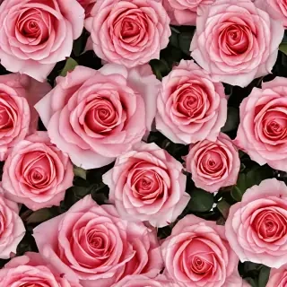 full screen rose wallpaper hd