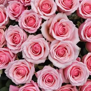 pink roses wallpaper iphone