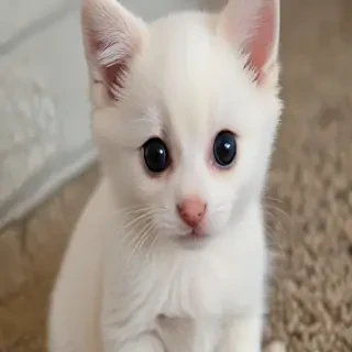 cute and desperate