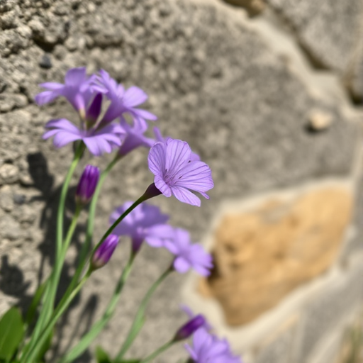 Close-up of purple flowers against a textured stone wall, natural lighting, shallow depth of field, aperture f/2.8, shutter speed 1/200 sec, ISO 100, macro lens, smartphone camera.