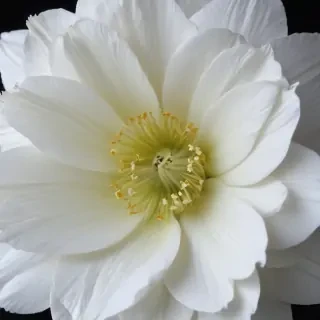 iphone white flower wallpaper