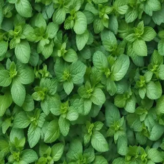 mint background
