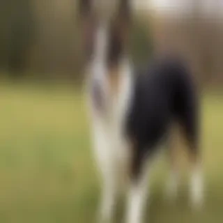cardigan welsh corgi