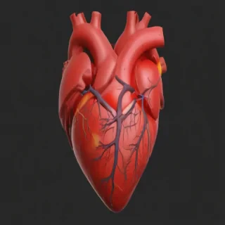 human heart png
