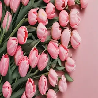 tulips wallpaper aesthetic