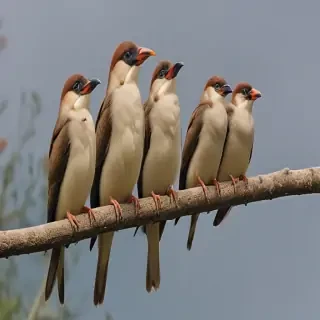birds in png