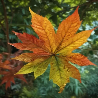 leaf backgrounds