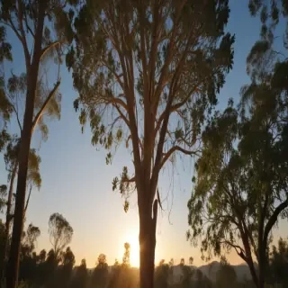 transparent eucalyptus