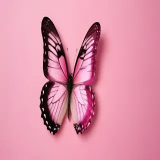 pink background butterfly