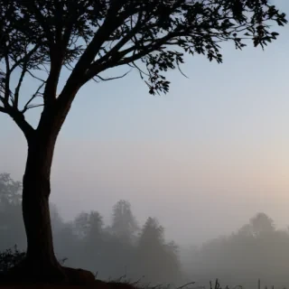 tree silhouette png