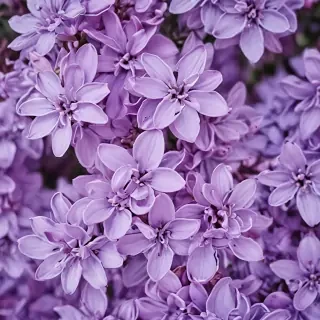 lilac wallpaper iphone