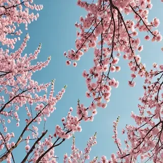 aesthetic wallpaper spring