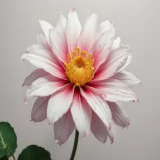 flower drawwing
