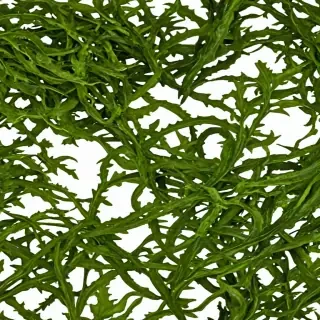 seaweed png