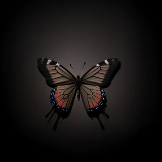 butterfly black background