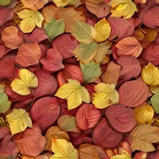fall leaves