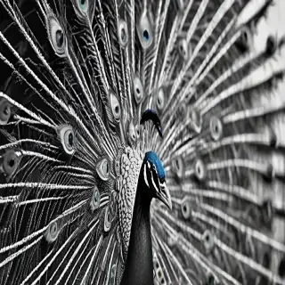 peacock black and white