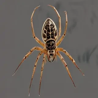 spider png