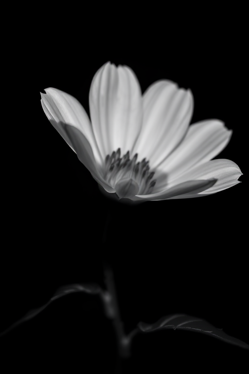 Regenerate a high-contrast, black and white image of a lit flower against a dark background, using a DSLR camera with a 50mm lens, aperture f/1.8, ISO 100, shutter speed 1/200s, in macro mode for detailed focus.