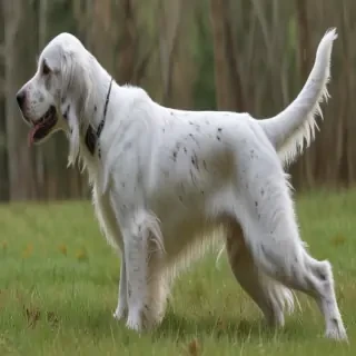 english setter