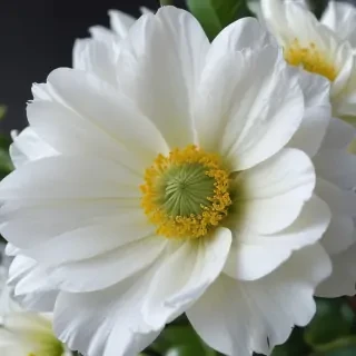 iphone white flower wallpaper