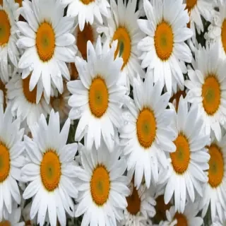 daisy wallpaper iphone